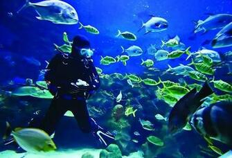 Foto Gambar Wallpaper Dunia Laut