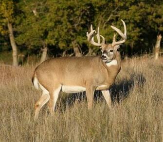 Whitetail Buck
