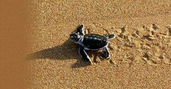 Baby Turtles On The Beach Wallpaper Background