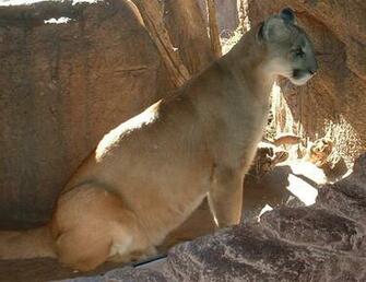 Mountain Lion Wallpaper Background HD