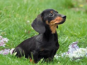 Trololo G Dachshund Wallpaper