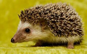 Hedgehog Wallpaper Animal