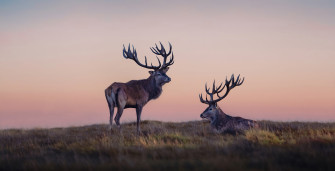 Two Reindeers Wallpaper HD Animals 4k Image Photos And Picture