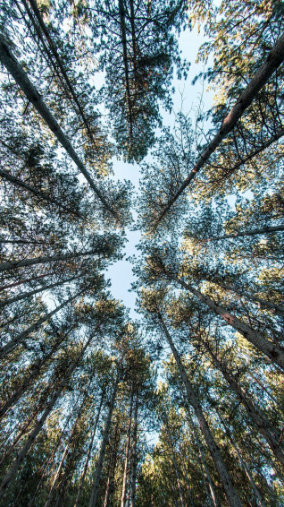 Tree iPhone Wallpaper
