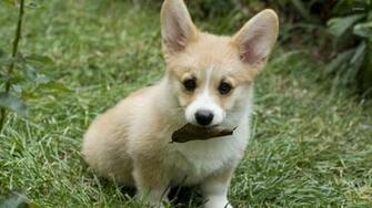 Pembroke Welsh Corgi Puppy Wallpaper Animal