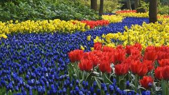 Keukenhof Gardens HD Wallpaper Walls Find