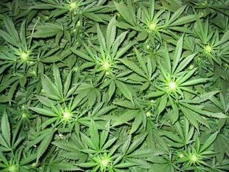 Weed iPhone Wallpaper HD Quotes