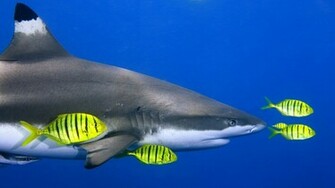 Beautiful Shark Wallpaper With A Dangerous Swimming In The Blue