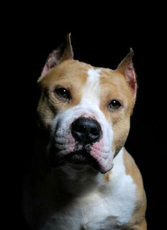 American Staffordshire Terrier Wallpaper Online Puzzle