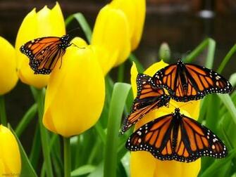 Butterflies And Flowers Mobile Wallpaper