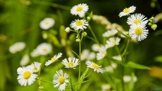 Daisies Flowers And Grass Beautiful Spring Computer