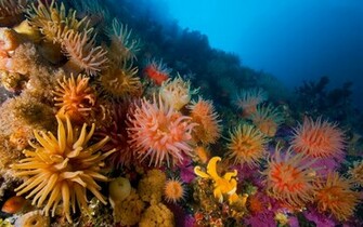 Coral Reef HD Wallpaper Background