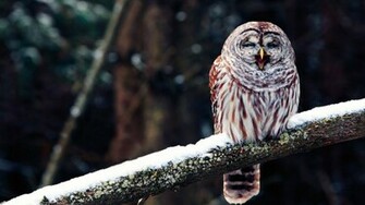 Owl HD Desktop Wallpaper Elsoar