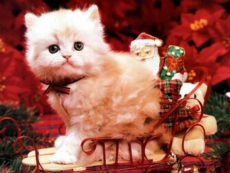 Christmas Kitten Wallpaper