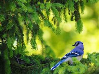 Blue Bird Wallpaper In Resolutions For Desktop