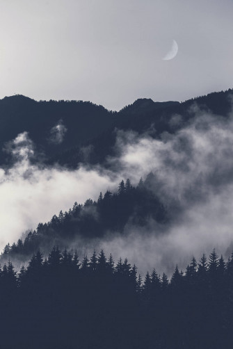 Forest Scenery For iPhone Screens Wallpaper
