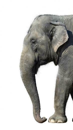 Wallpaper Elephant White Background Large