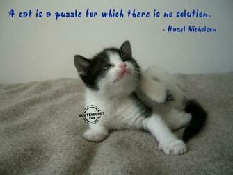 Funny Animals With Quotes Wide Wallpaper