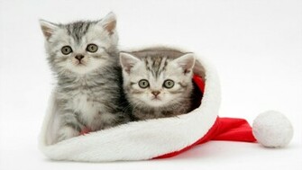Christmas Cat Cute HD Wallpaper For