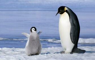 Collected Wallpaper Penguins Chick Baby Family