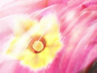 Fuschia Flower Wallpaper By Rose Petals