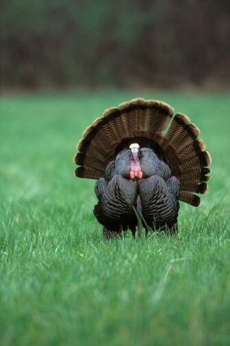 Nwtf Wallpaper Top Background