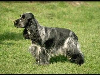 Black Cocker Spaniel Wallpaper