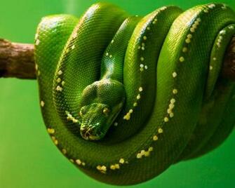 Green Tree Python Wallpaper
