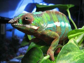 Panther Chameleon Wallpaper Ambilobe
