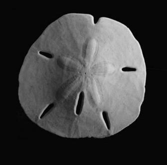 Sand Dollar Wallpaper Picture