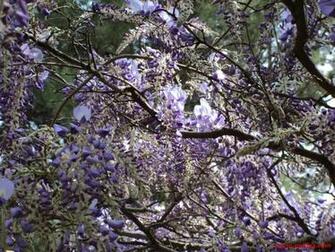 Lovely Spring Season Wallpaper For Desktop Background Image Picture