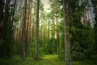 Wallpaper Forest Pine Tree Desktop Nature Goodwp