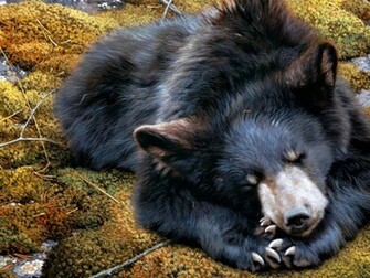 Black Bear Wallpaper Bestepics