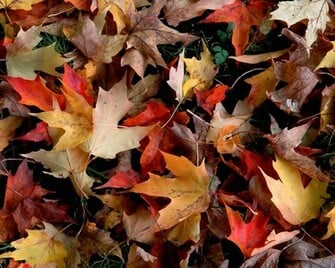 Wallpaper Autumn Desktop Cool