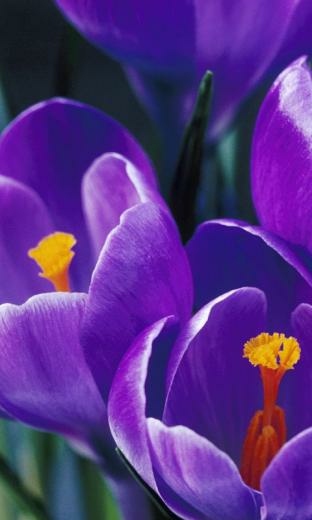 Purple Tulip Wallpaper480x800 Wallpaper Screensaver