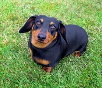 Weenie Dog Pictures HD Wallpaper Pretty