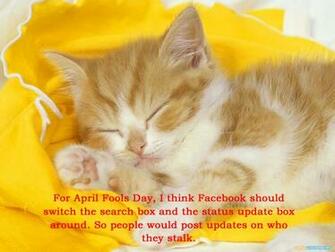 From Cute Cat Pics With Quotes HD Wallpaper