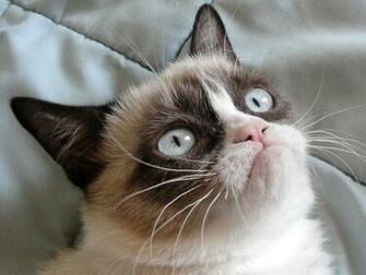 Grumpy Cat High Quality Wallpaper Desktop Definition