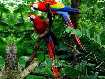 Animal Scarlet Macaw Wallpaper