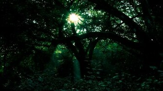 Dark Green Forest Wallpaper