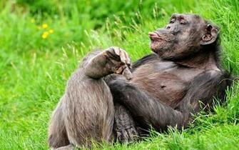 Chimpanzee Wallpaper X Net