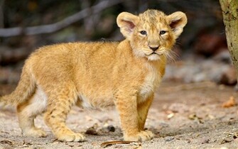 Cute Lion Thats Little Wallpaper