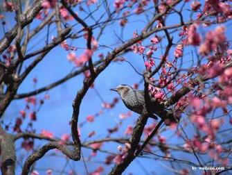 Lovely Birds Wallpaper Bird In Spring Vol No