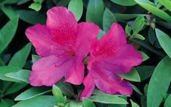 Most Beautiful Natural Fresh Flowers HD Desktop And Amazing Wallpaper