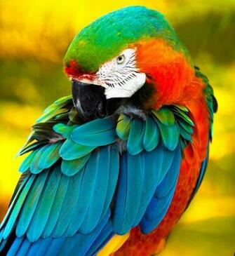 Beautiful Wallpaper Birds
