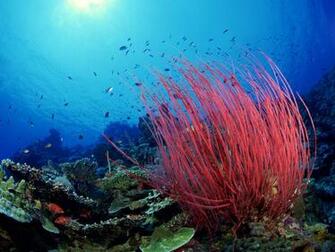 Sea Whip Coral Wallpaper Here You Can See