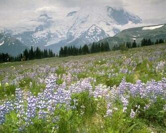 Desktop Widescreen Wallpaper Most Beautiful And