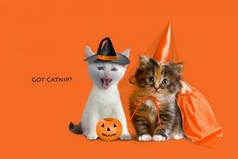 Kittens Dressed Up For Halloween Funny Picsco