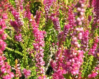 Spring Flower Wallpaper Screensavers And Background
