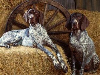 Best Bluetick Coonhound Wallpaper Redbone